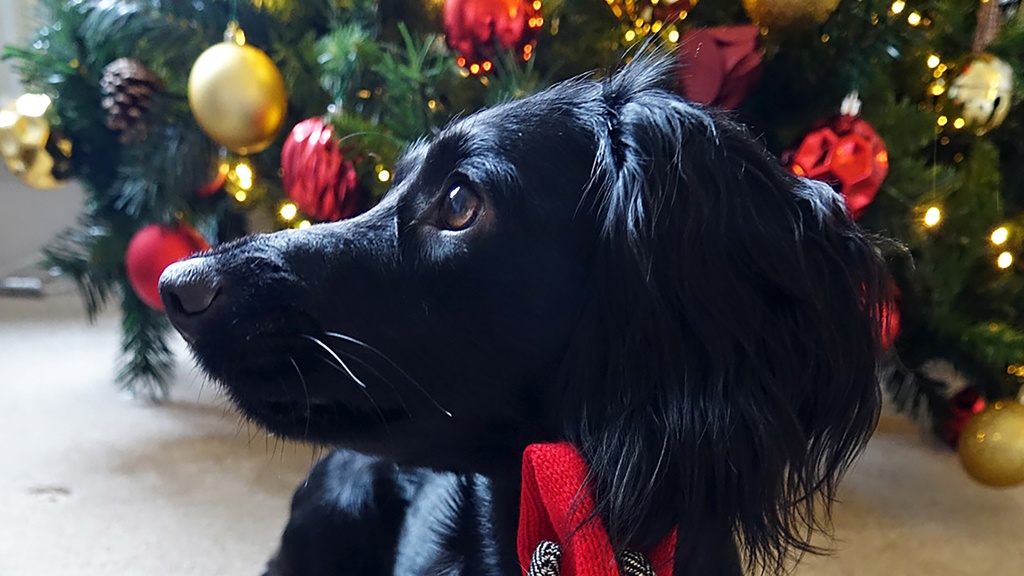 12 Tips for Happy Pets at Christmas 