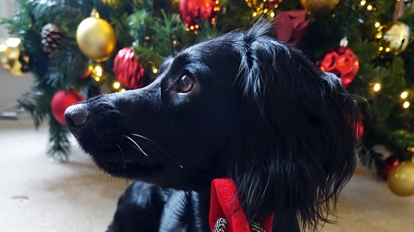 12 Tips for Happy Pets at Christmas 